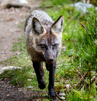 Red Fox, Grand Teton National Park