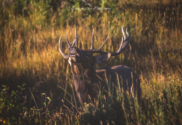 Elk Rocky Mountain National Park