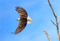 Eagle launch at Magee Marsh