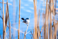 (Angry Bird) Blue Gray Natcatcher