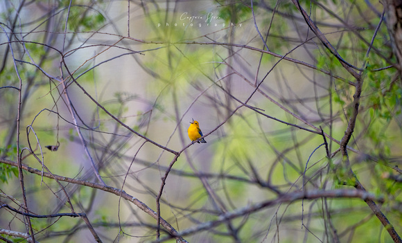 Prothonotary Warbler singing for a mate